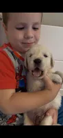Clint (Hawkeye), a male English Cream Golden Retriever for sale in Pittsfield, MA – 1 of 4