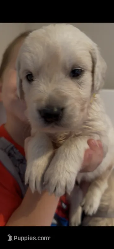 Tony (Iron Man) – English Cream Golden Retriever puppy for sale in Pittsfield, MA