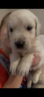 Tony (Iron Man), a male English Cream Golden Retriever for sale in Pittsfield, MA – 1 of 3