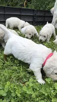 Natasha (Black Window), a female English Cream Golden Retriever for sale in Pittsfield, MA – 2 of 4