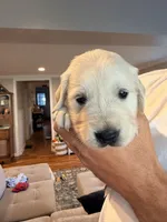 Bruce (Hulk), a male English Cream Golden Retriever for sale in Pittsfield, MA – 2 of 3