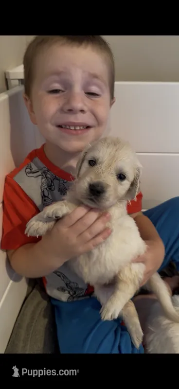 Wanda (Scarlet Witch) – English Cream Golden Retriever puppy for sale in Pittsfield, MA