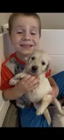 Wanda (Scarlet Witch), a female English Cream Golden Retriever for sale in Pittsfield, MA – 1 of 3