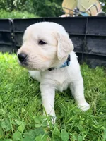 Steve (Captain America), a male English Cream Golden Retriever for sale in Pittsfield, MA – 2 of 4