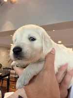 Natasha (Black Window), a female English Cream Golden Retriever for sale in Pittsfield, MA – 4 of 4