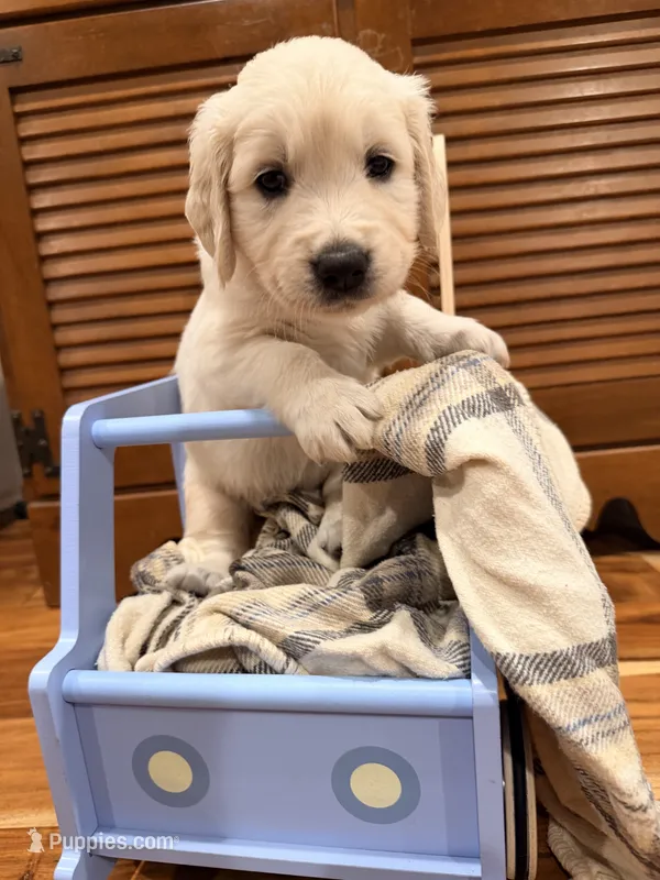 Carol (Captain Marvel) – English Cream Golden Retriever puppy for sale in Pittsfield, MA