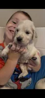 Jane (Mary Jane Watson), a female English Cream Golden Retriever for sale in Pittsfield, MA – 1 of 3