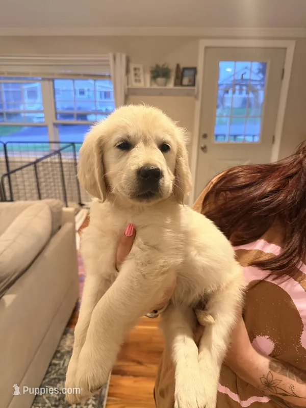 Wanda (Scarlet Witch) – English Cream Golden Retriever puppy for sale in Pittsfield, MA