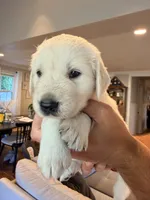 Steve (Captain America), a male English Cream Golden Retriever for sale in Pittsfield, MA – 4 of 4