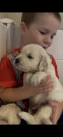 Clint (Hawkeye), a male English Cream Golden Retriever for sale in Pittsfield, MA – 2 of 4