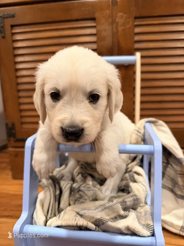 Natasha (Black Window) – English Cream Golden Retriever puppy for sale in Pittsfield, MA