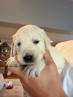 Carol (Captain Marvel), a female English Cream Golden Retriever for sale in Pittsfield, MA – 2 of 2