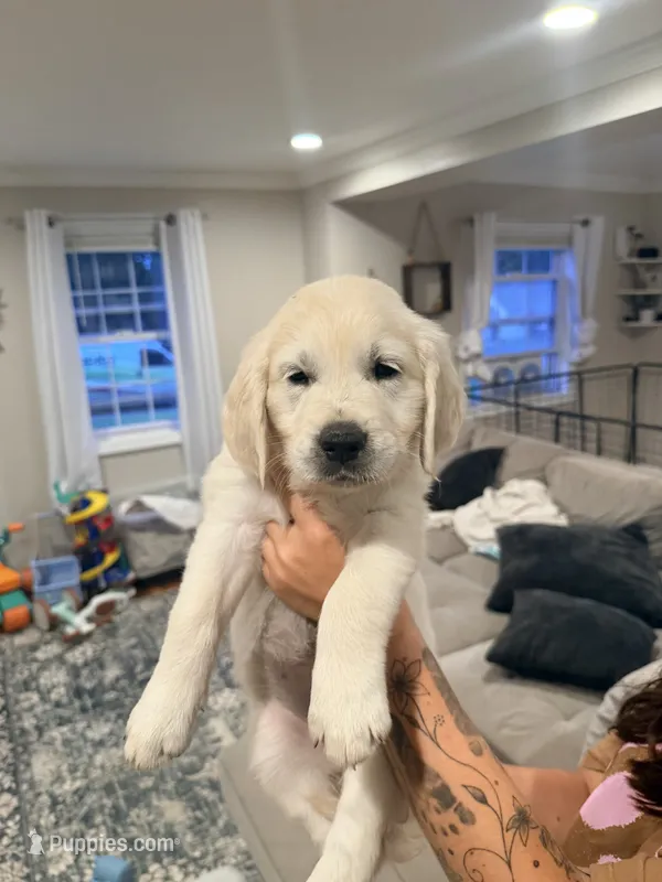 Jane (Mary Jane Watson) – English Cream Golden Retriever puppy for sale in Pittsfield, MA