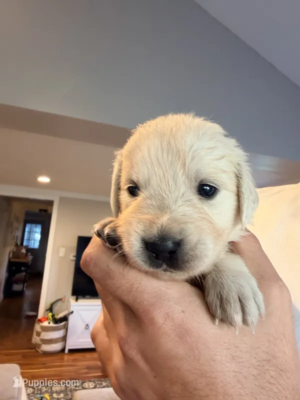 Pepper (Pepper Potts) – English Cream Golden Retriever puppy for sale in Pittsfield, MA