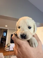 Pepper (Pepper Potts), a female English Cream Golden Retriever for sale in Pittsfield, MA – 1 of 2