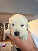 Clint (Hawkeye), a male English Cream Golden Retriever for sale in Pittsfield, MA – 3 of 4