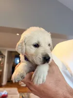 Wanda (Scarlet Witch), a female English Cream Golden Retriever for sale in Pittsfield, MA – 3 of 3