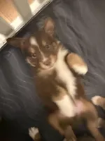 Valentino, a male Miniature Australian Shepherd for sale in Pinnacle, NC – Photo 2 of 3