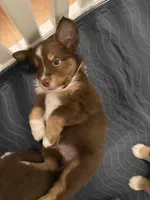 Valentino, a male Miniature Australian Shepherd for sale in Pinnacle, NC – Photo 3 of 3