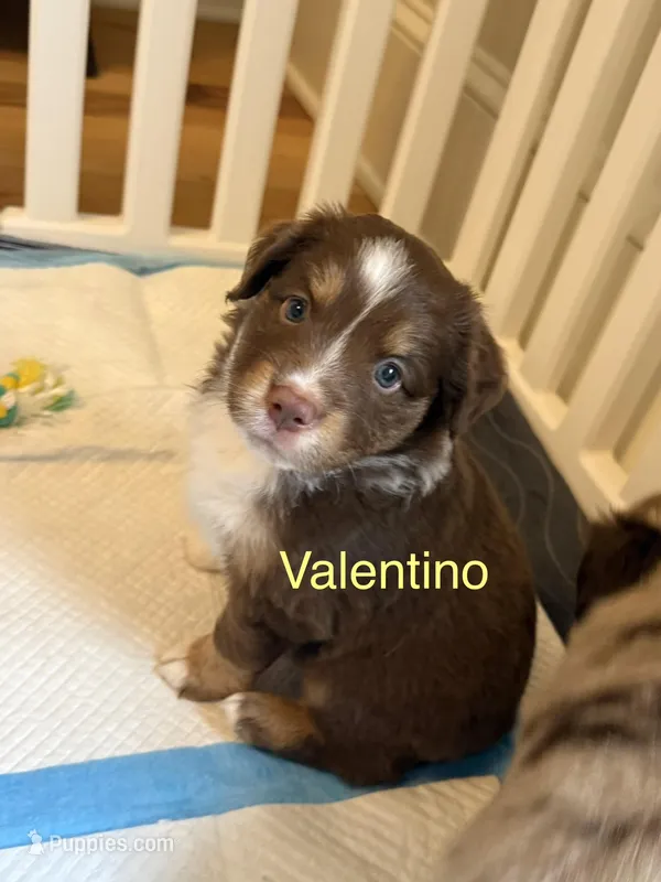 Valentino