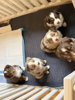 Romeo, a male Miniature Australian Shepherd for sale in Pinnacle, NC – Photo 4 of 6