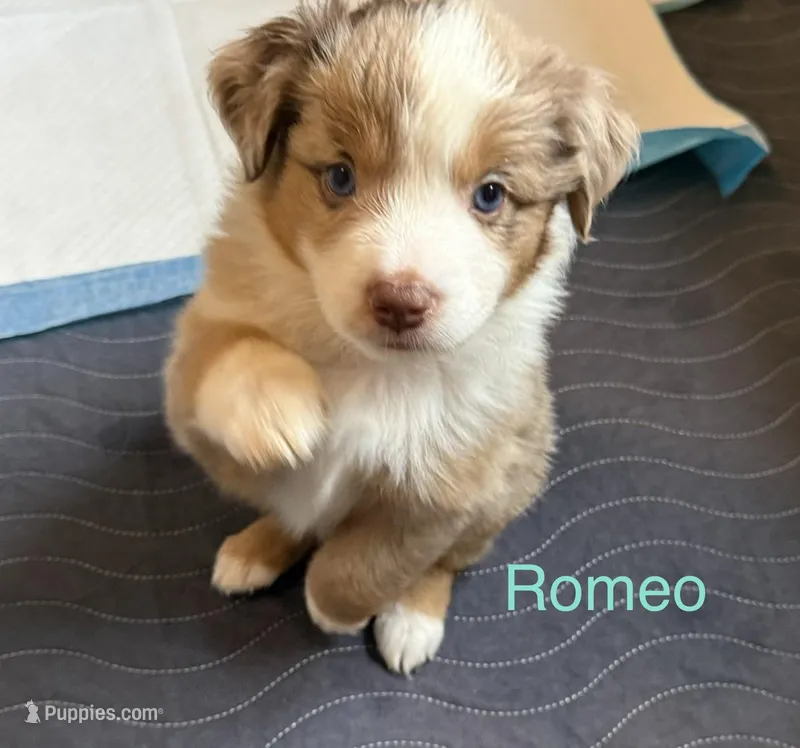 Romeo