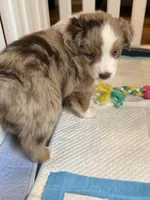 Romeo, a male Miniature Australian Shepherd for sale in Pinnacle, NC – Photo 3 of 6