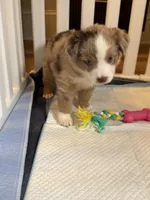 Romeo, a male Miniature Australian Shepherd for sale in Pinnacle, NC – Photo 2 of 6