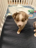 Romeo, a male Miniature Australian Shepherd for sale in Pinnacle, NC – Photo 5 of 6