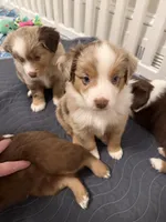 Romeo, a male Miniature Australian Shepherd for sale in Pinnacle, NC – Photo 6 of 6