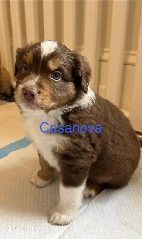 Casanova 