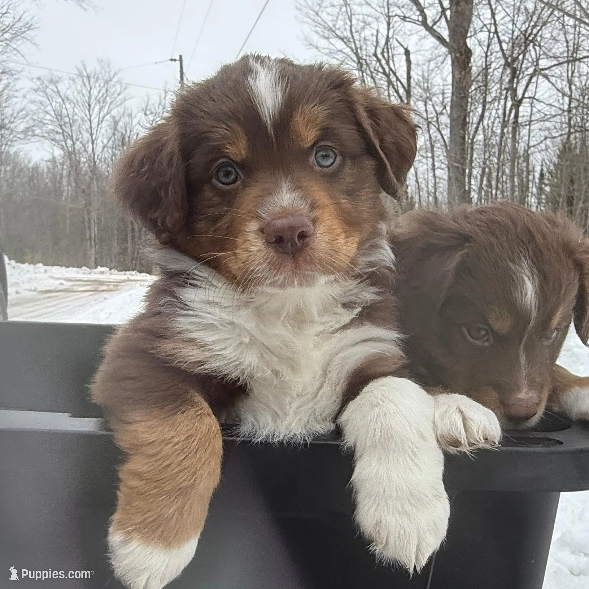 Casanova  – Miniature Australian Shepherd puppy for sale in Pinnacle, NC