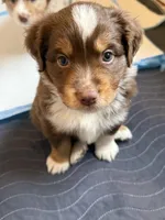 Casanova , a male Miniature Australian Shepherd for sale in Pinnacle, NC – Photo 2 of 2
