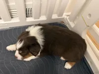 Cupid, a male Miniature Australian Shepherd for sale in Pinnacle, NC – Photo 3 of 3