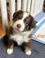 Cupid, a male Miniature Australian Shepherd for sale in Pinnacle, NC – Photo 1 of 3