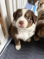 Cupid, a male Miniature Australian Shepherd for sale in Pinnacle, NC – Photo 2 of 3