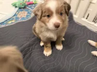 Beau, a male Miniature Australian Shepherd for sale in Pinnacle, NC – Photo 3 of 5