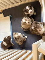 Beau, a male Miniature Australian Shepherd for sale in Pinnacle, NC – Photo 5 of 5