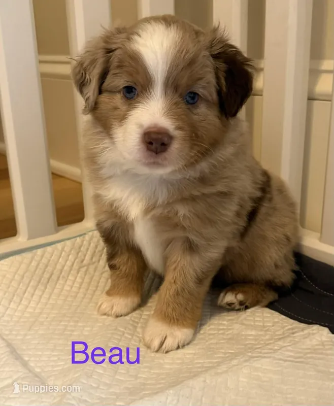 Beau