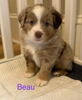 Beau, a male Miniature Australian Shepherd for sale in Pinnacle, NC – Photo 1 of 5