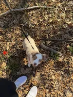 Pumpkin, a female Miniature Australian Shepherd for sale in Dallas, TX – Photo 4 of 4