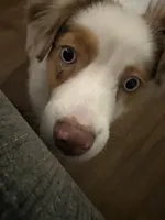 Pumpkin, a female Miniature Australian Shepherd for sale in Dallas, TX – Photo 2 of 4