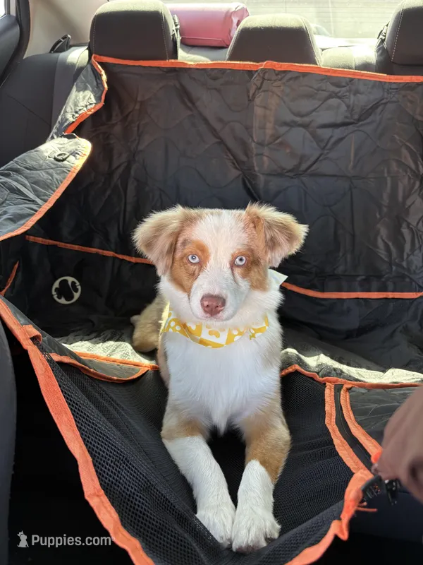 Pumpkin – Miniature Australian Shepherd puppy for sale in Dallas, TX