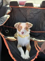 Pumpkin, a female Miniature Australian Shepherd for sale in Dallas, TX – Photo 1 of 4