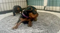 Violet - CKC Teacup size , a female Yorkshire Terrier for sale in Clarksville, TN – 2 of 2