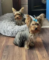 Violet - CKC Teacup size , a female Yorkshire Terrier for sale in Clarksville, TN – 3 of 3