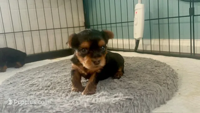 KC - CKC Teacup size  – Yorkshire Terrier puppy for sale in Clarksville, TN