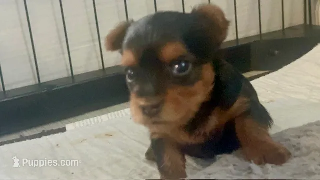 Violet - CKC Teacup size  – Yorkshire Terrier puppy for sale in Clarksville, TN