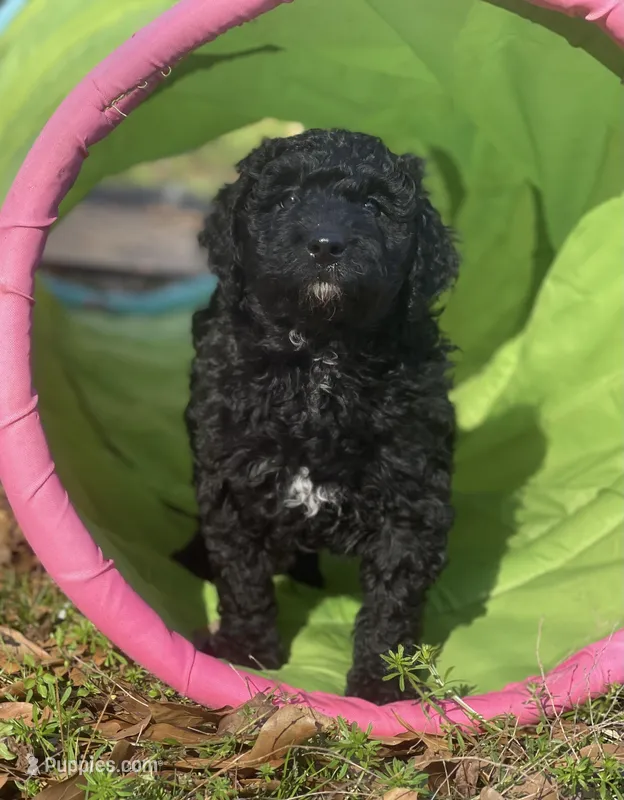 Truffle – Goldendoodle, Poodle - Miniature  puppy for sale in Monroe, GA