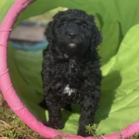 Truffle, a male Goldendoodle and Poodle - Miniature  for sale in Monroe, GA – Photo 1 of 2